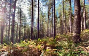 SORTIE VTT ROUEN - FORET DE ROUMARE