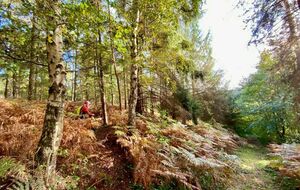 FORET DE ROUMARE