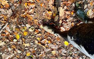 Parking rue de la mare sansoure (Alain).